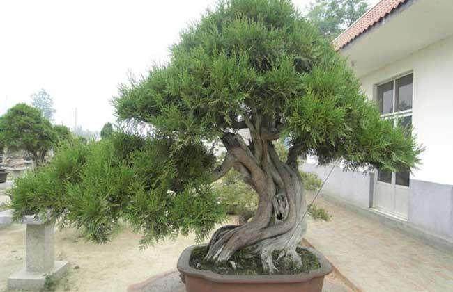 他所培育的盆景曾在第七届林交会上获盆景金奖