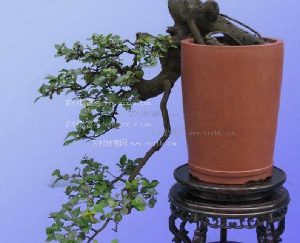 500万盆鲜花盆景恭迎八方客