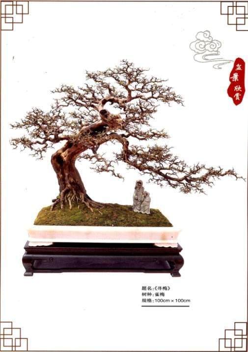 金城盆景园 其历史渊源已有一百多年了