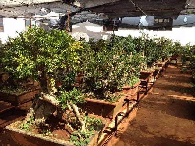 1979年2月23日 广州参观盆景展览