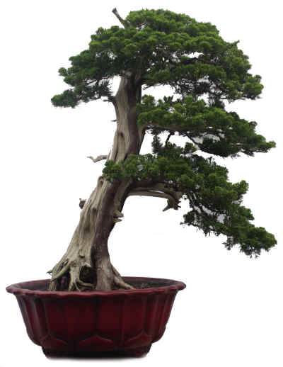 盆景艺术沾了网络&ldquo;光&rdquo;