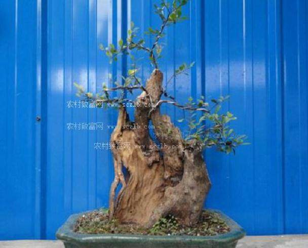 每盆盆景旁都挂着一幅书法家的作品