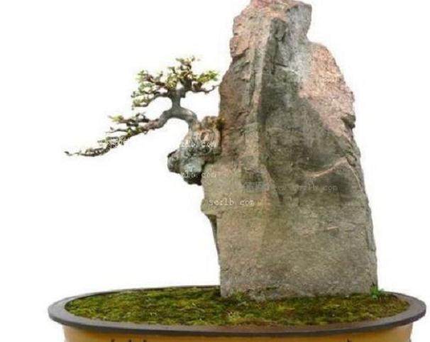 中国盆景欣赏大全256图