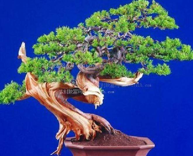 第七届职工盆景展开幕