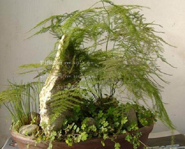 有时想出售高档盆景真的是比较难