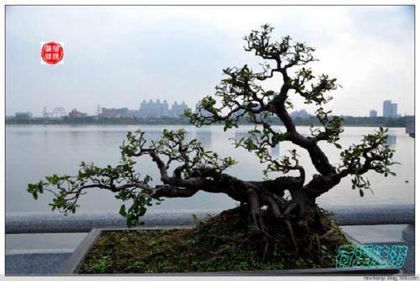 水影式盆景是比较特殊的盆景造型