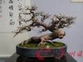 广州盆景协会等主办的2011年盆景赏石精品展