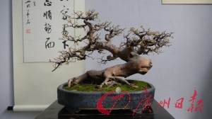广州盆景协会等主办的&ldquo;2011年盆景赏石精品展
