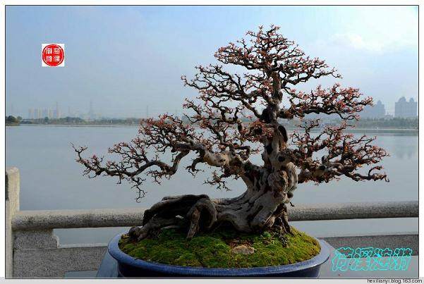 第九届中国苗交会开幕暨首届中国盆景赏石展销