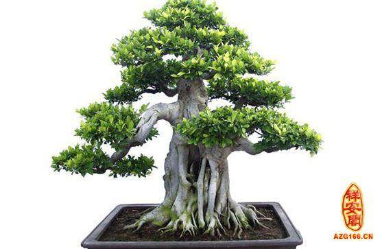 沙西榕树盆景的艺术风格