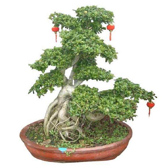 无声的诗 立体的画 2011中国盆景“久发杯”精品