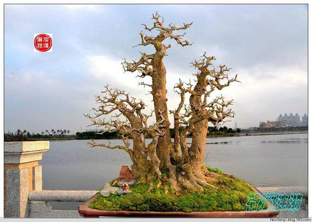 安庆市第三届盆景艺术展于6日如期结束