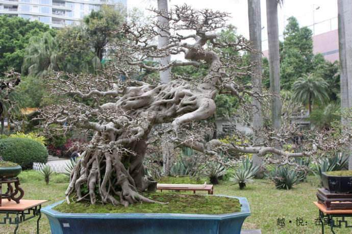 青浦区朱家角镇举办&ldquo;花香朱家角&rdquo;金秋盆景