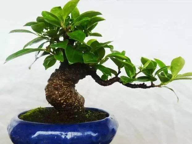 盆景的价值所在