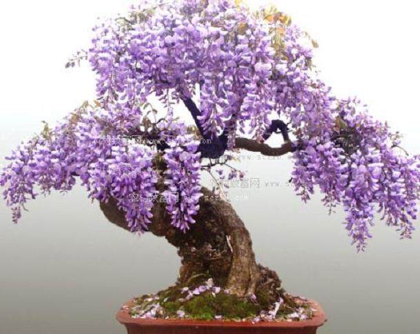 盆景植物寿命可达一个世纪以上 并可代代相传 被视为家珍