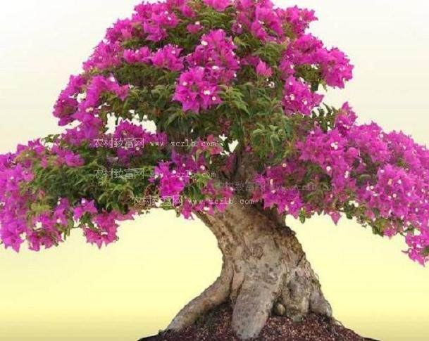 中国盆景是一个庞大的艺术体系 主要分为两大类