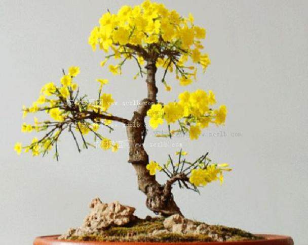 贵钢阳明花鸟市场盆景展示区