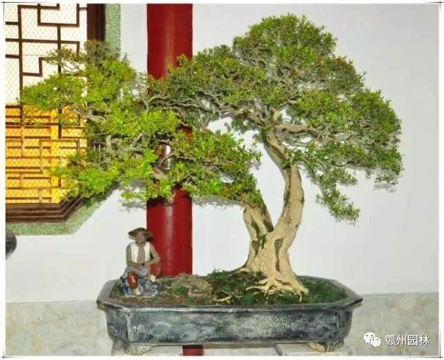 赣州市2017年市民绿化节系列活动之盆景展