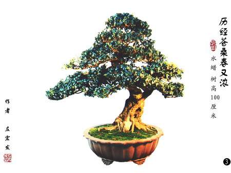 十堰盆景艺术经过20多年的发展