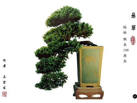 十堰盆景艺术经过20多年的发展