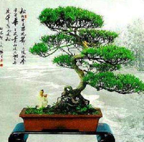 盆景该怎么用盆？