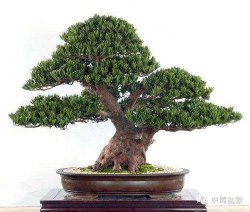 盆景收藏成新宠 价格五年就翻番