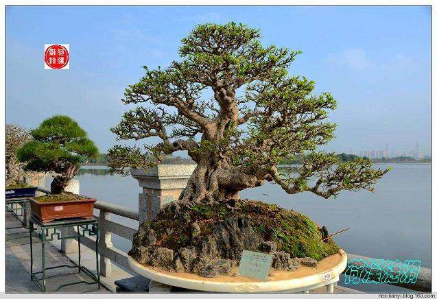 陈汉农说自己从事盆景设计有20多年了