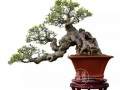 树桩盆景的养护与管理