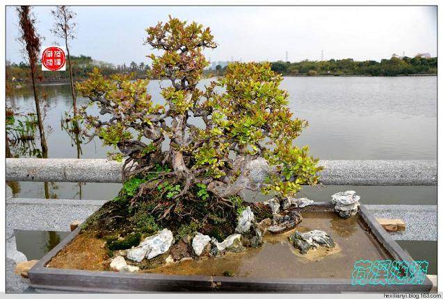 盆景用盆主要有桩景盆和山水盆两种