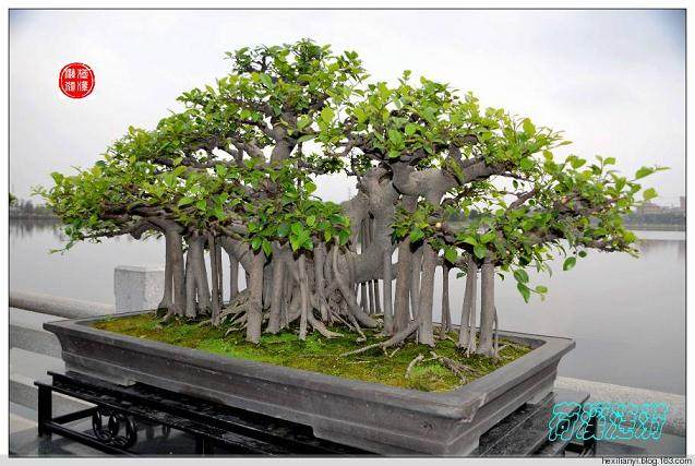 盆景是以植物和山石为材料在盆内表现自然景观的艺术品