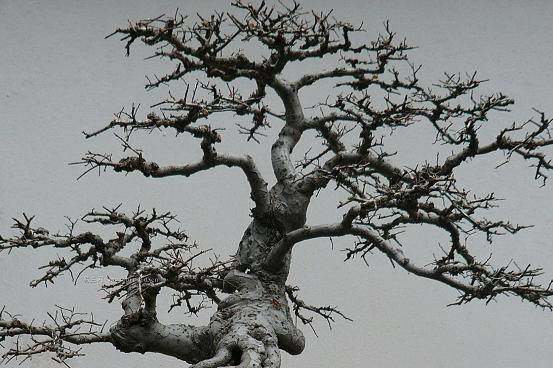 元旦春节已临近 福州新增300多个盆景扮靓