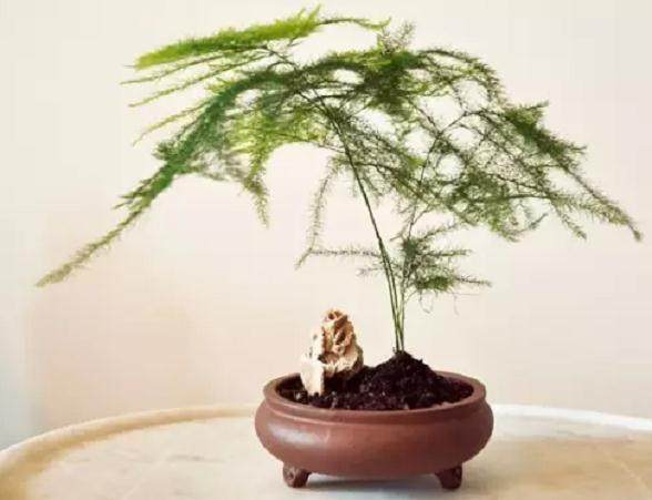 文竹的养殖方法 文竹怎么养 文竹盆景图片