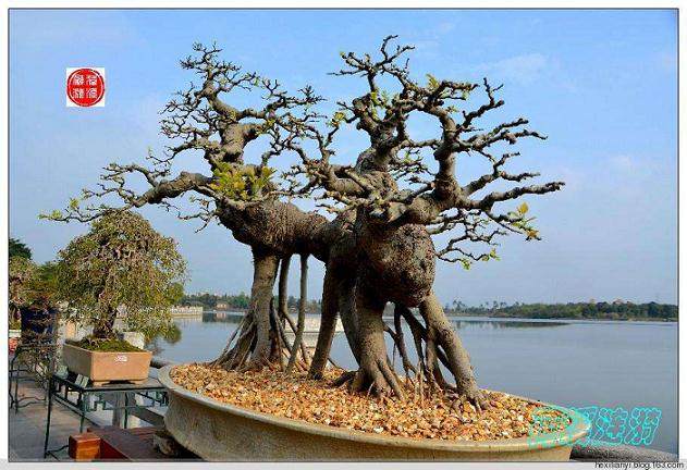 盆景长成参天树或列&ldquo;三十六景&rdquo;