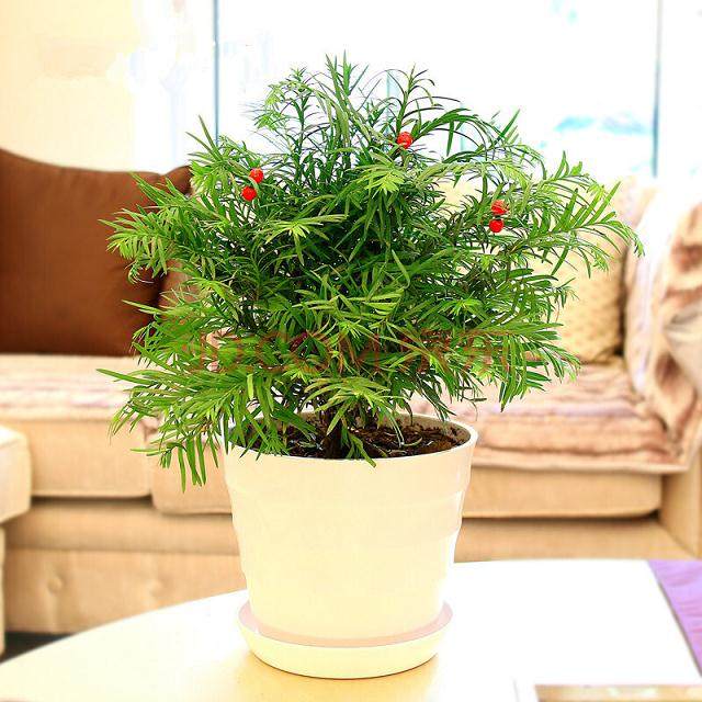 红豆杉盆景不仅销售火爆 出租也受到消费者的欢迎