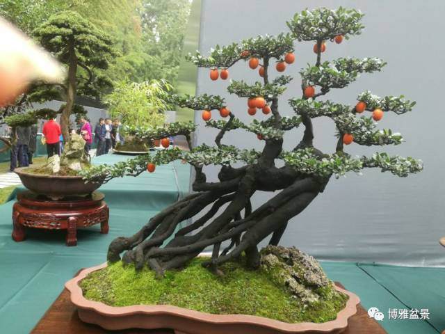 2017第七届中国盆景学术研讨会暨精品盆景成都邀请展