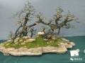2017第七届中国盆景学术研讨会暨精品盆景成都邀请展