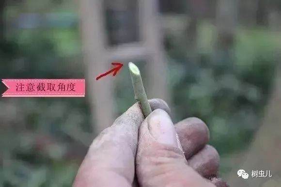 超实用的金弹子盆景嫁接技术