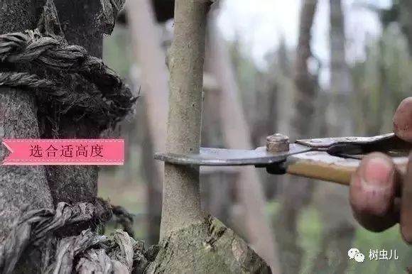 超实用的金弹子盆景嫁接技术