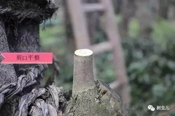 超实用的金弹子盆景嫁接技术