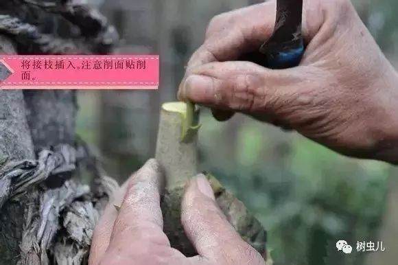 超实用的金弹子盆景嫁接技术