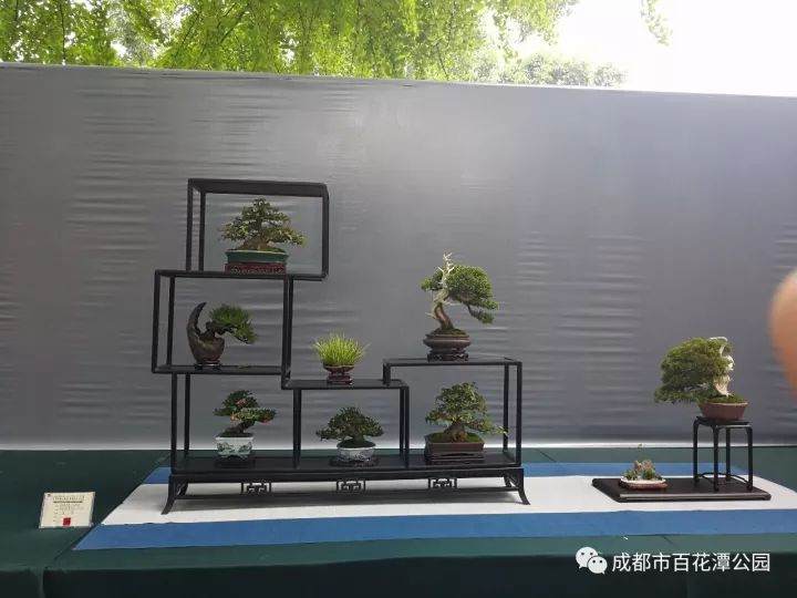  弘扬传统园林技艺 展现盆景艺术魅力