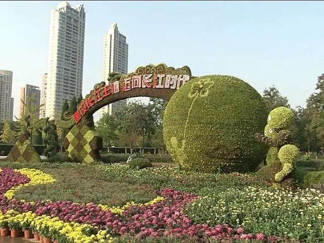 芦荻菊花争奇斗艳 盆景实景相映成趣