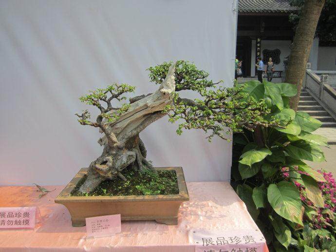 怎样才能做出好盆景？