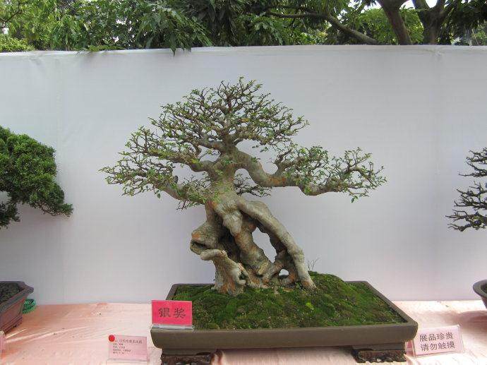 今起到北滨路看古木盆景展 年龄三五百年