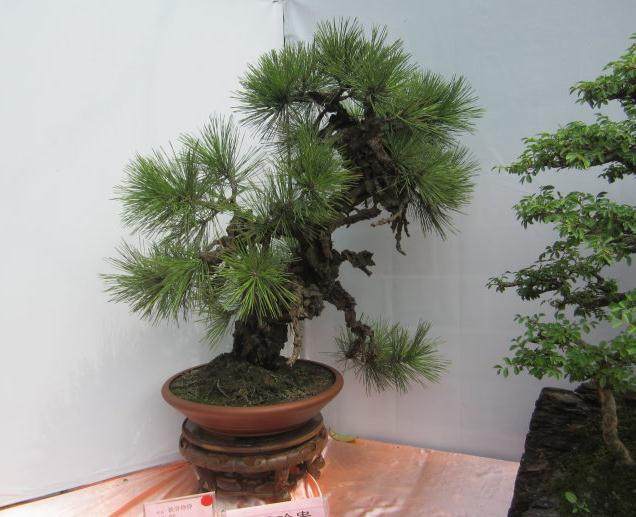 盆景艺术大师携获奖盆景亮相森博会