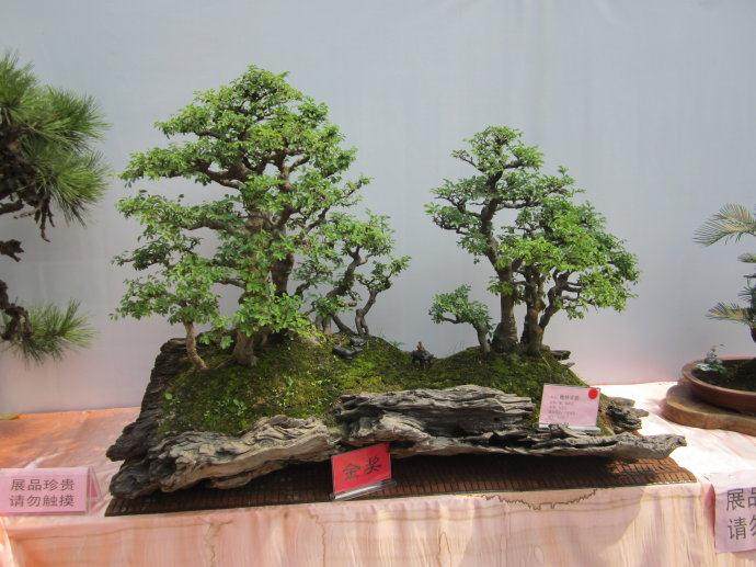 济阳街道龙城美墅小区内熙熙攘攘 花草盆景鲜艳多彩