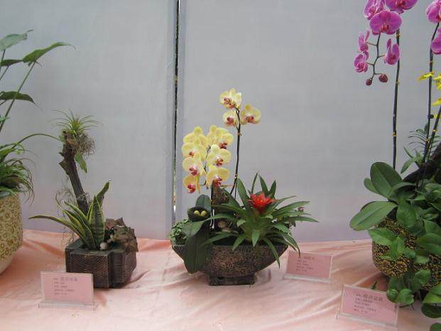 “虬龙绕云”中国盆景精品展上获特别金奖