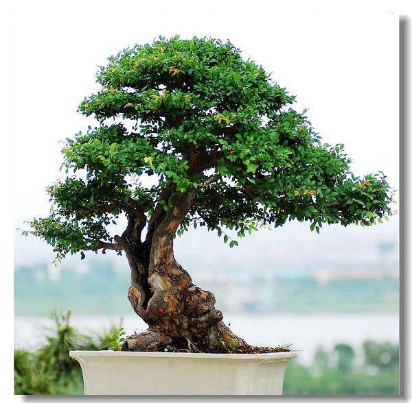 西安世园会国际组合盆栽植物展览开幕