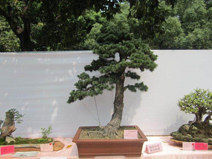 荆州名城第五届盆景评比展博物馆开幕 为期20天