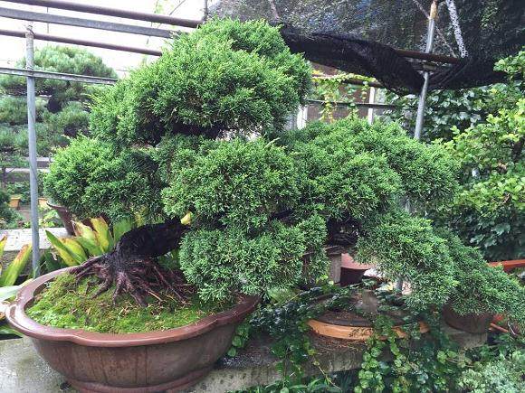 国庆不寂寞 盆景赏石精品展吸引大批兴趣爱好者